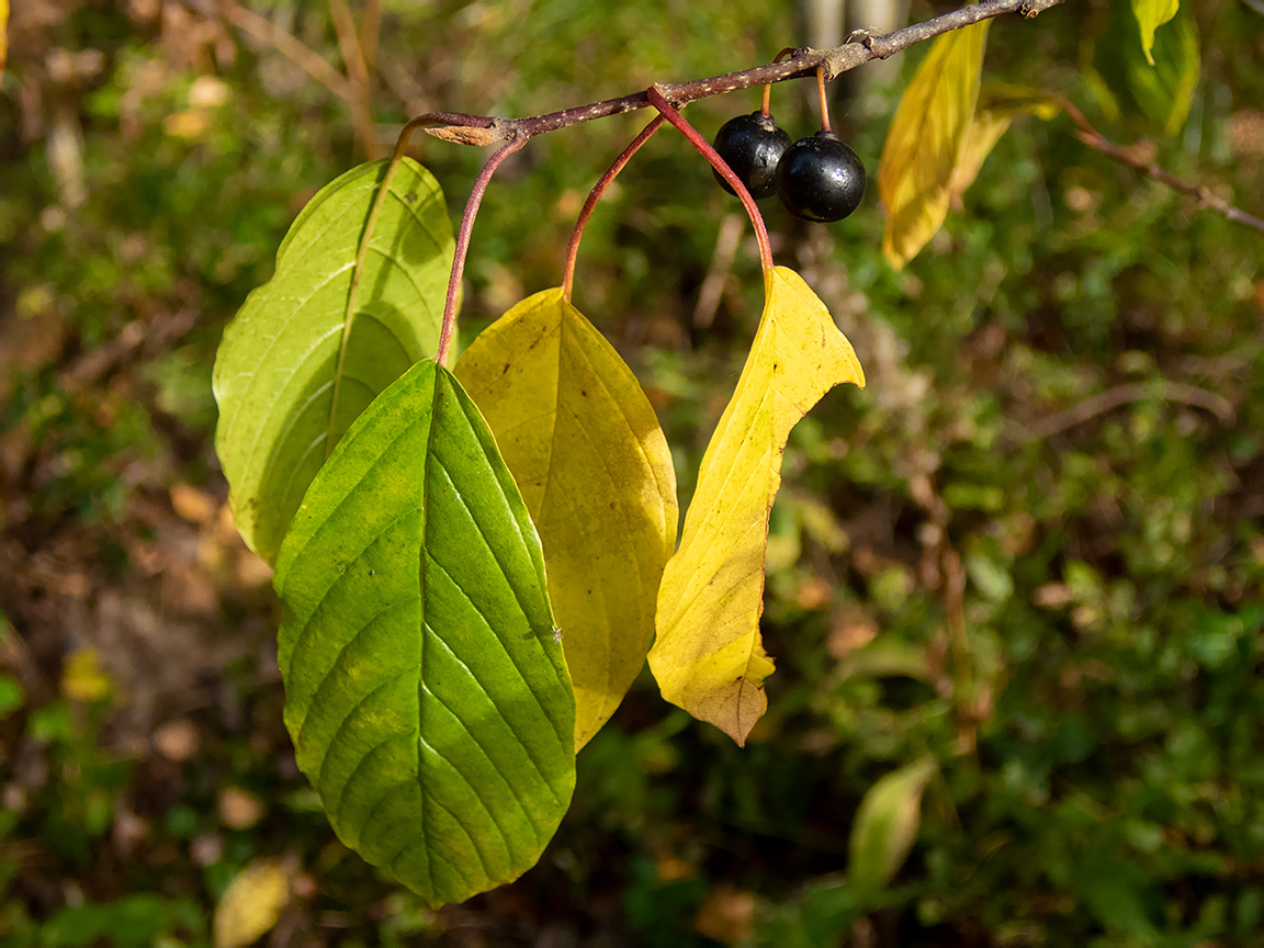 Изображение особи Frangula alnus.