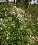 Galium boreale