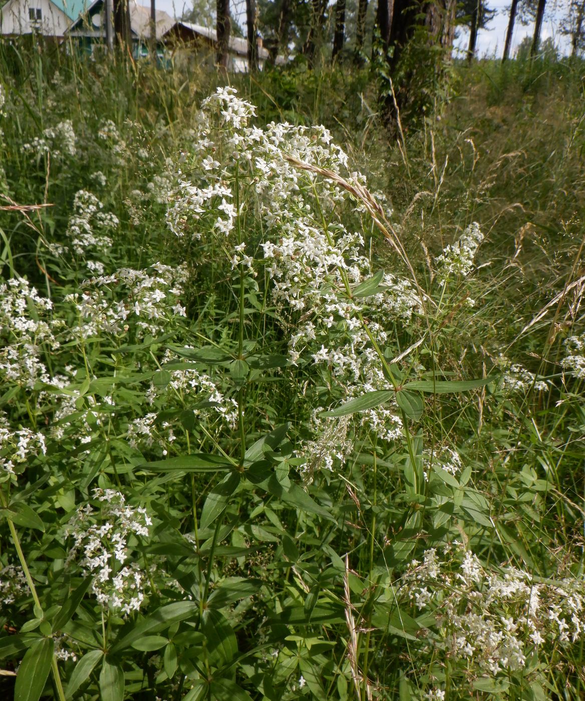 Image of Galium boreale specimen.