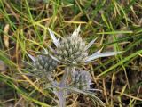 Eryngium amethystinum. Соцветие. Хорватия, Дубровник, гора Srd, травянистый склон с одиночными кустарниками. 28 августа 2010 г.