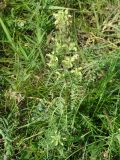 Pedicularis myriophylla. Цветущее растение. Иркутская обл., Слюдянский р-н, мыс Шаманский, склон сопки, редкий лес. 02.07.2020.