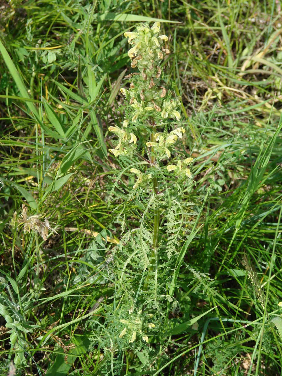 Изображение особи Pedicularis myriophylla.