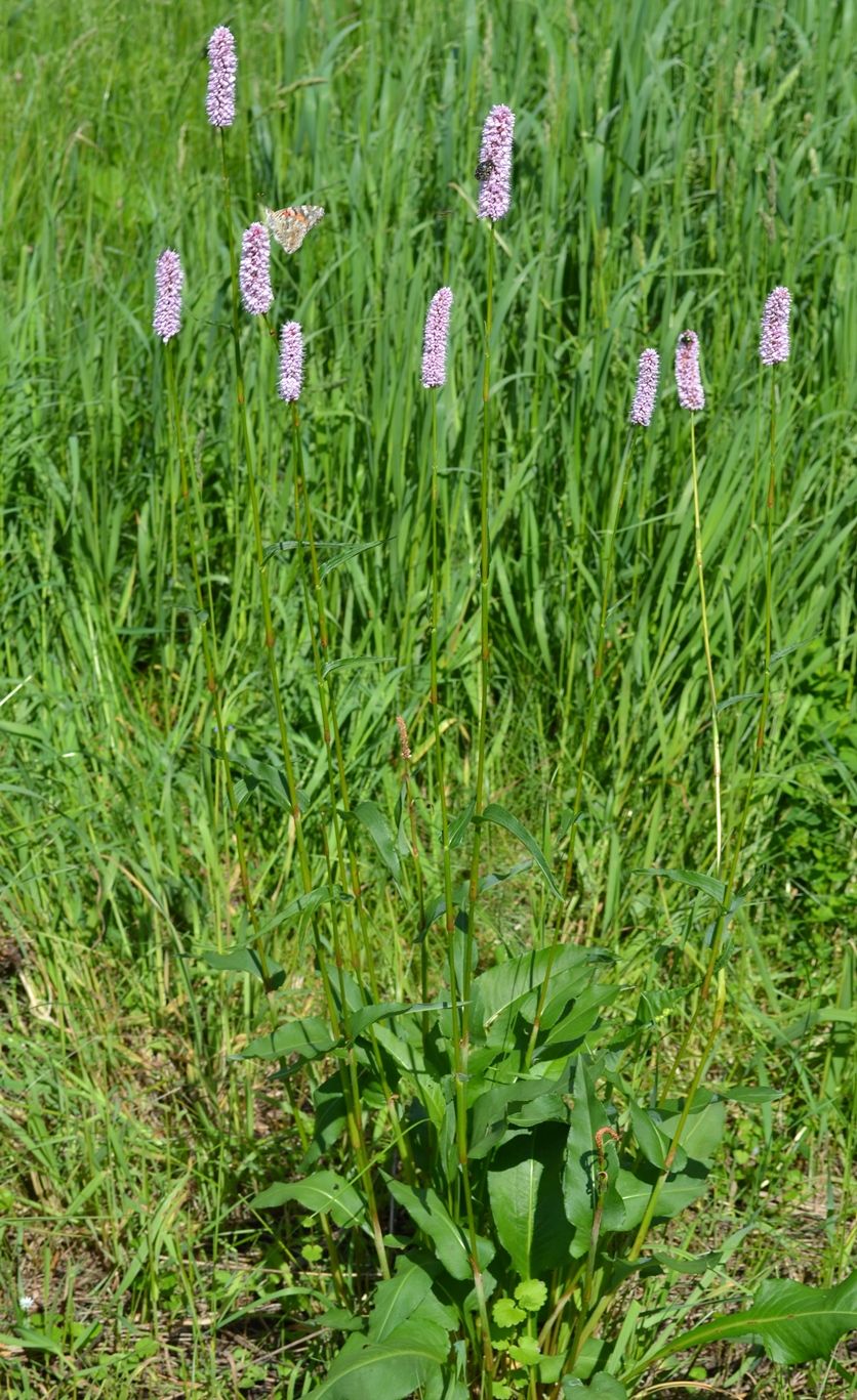 Image of Bistorta officinalis specimen.