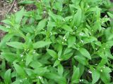 Myosotis sparsiflora