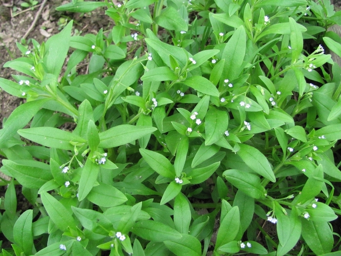 Image of Myosotis sparsiflora specimen.