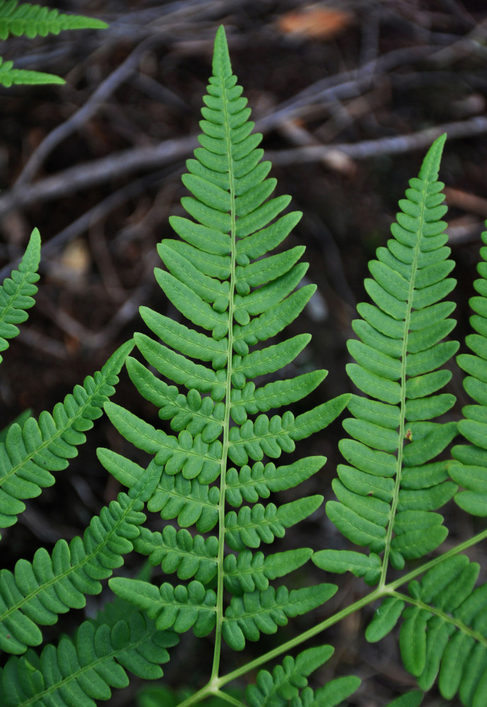 Изображение особи Pteridium pinetorum.