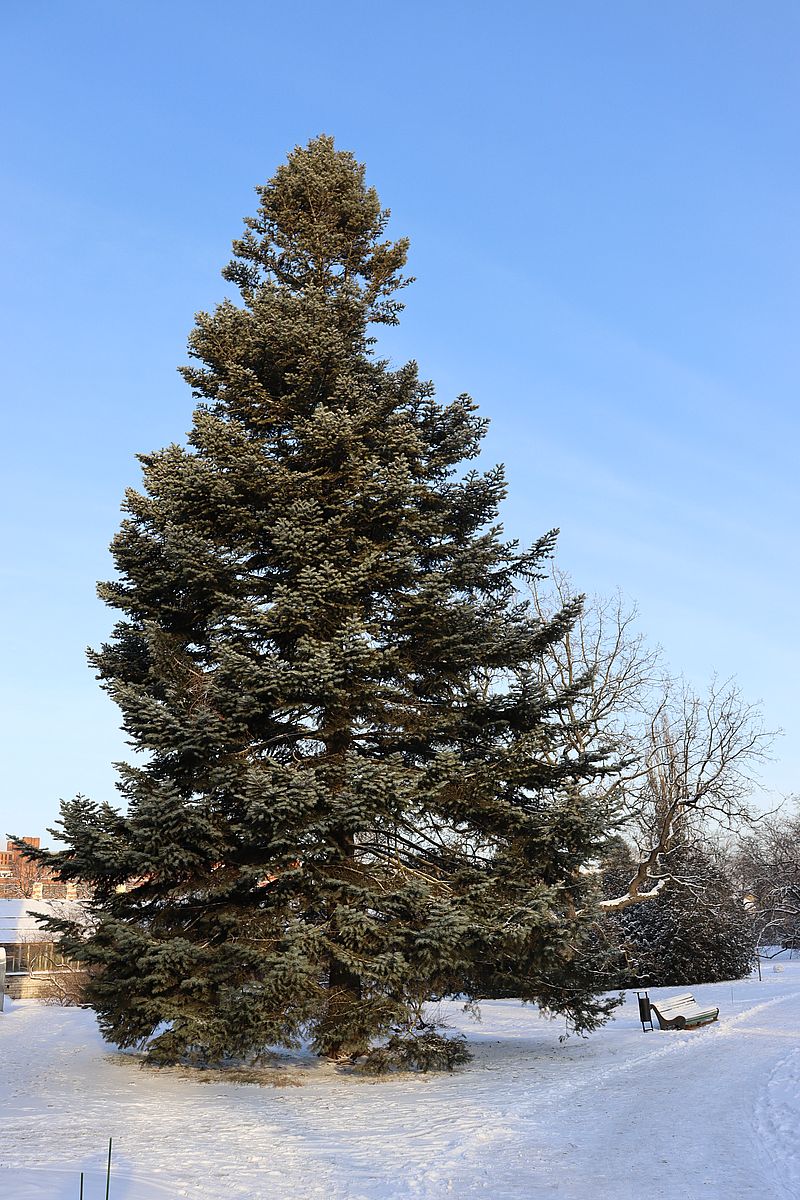 Image of Abies concolor specimen.