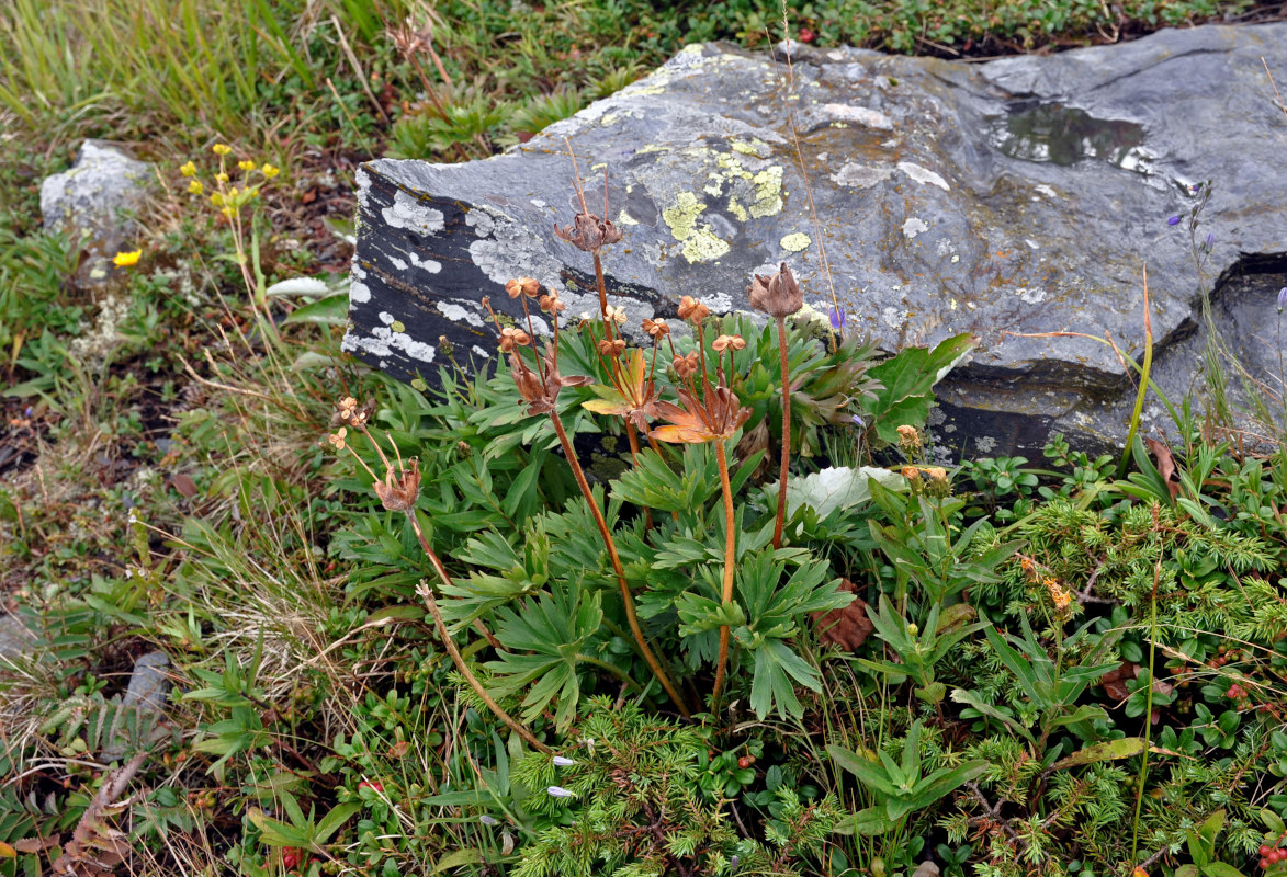 Image of Anemonastrum biarmiense specimen.