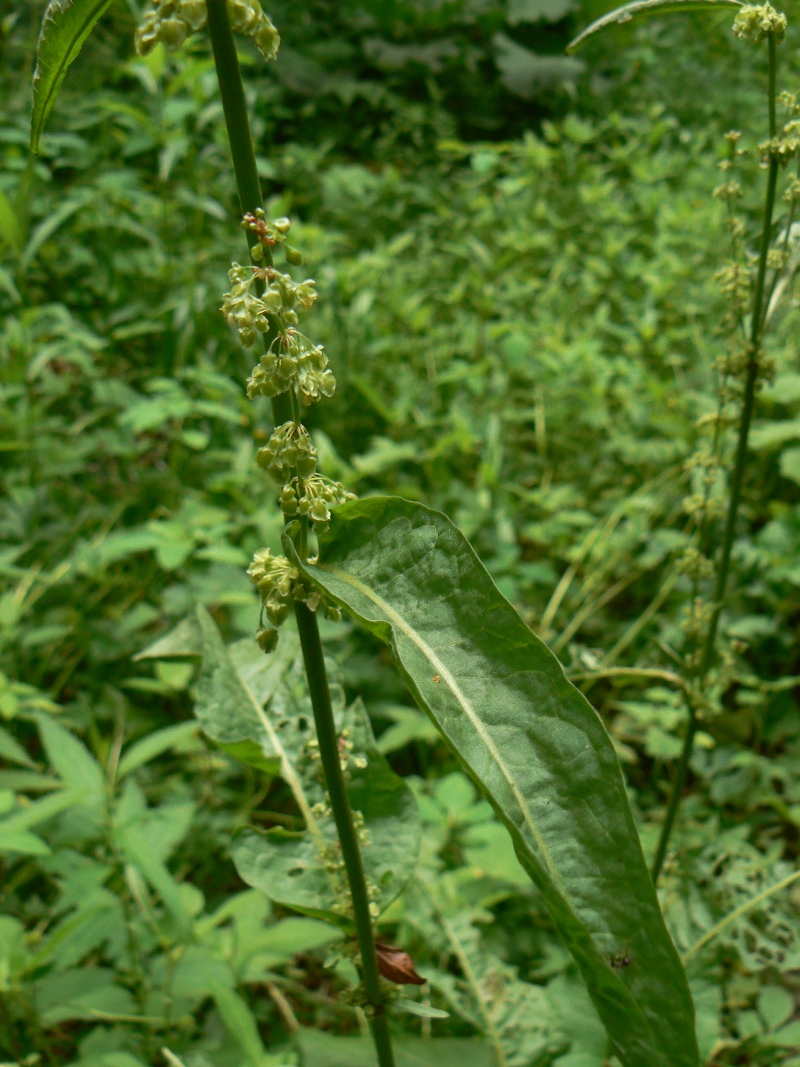 Изображение особи Rumex acetosa.