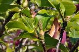Magnolia &times; soulangeana
