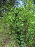 Euphorbia condylocarpa