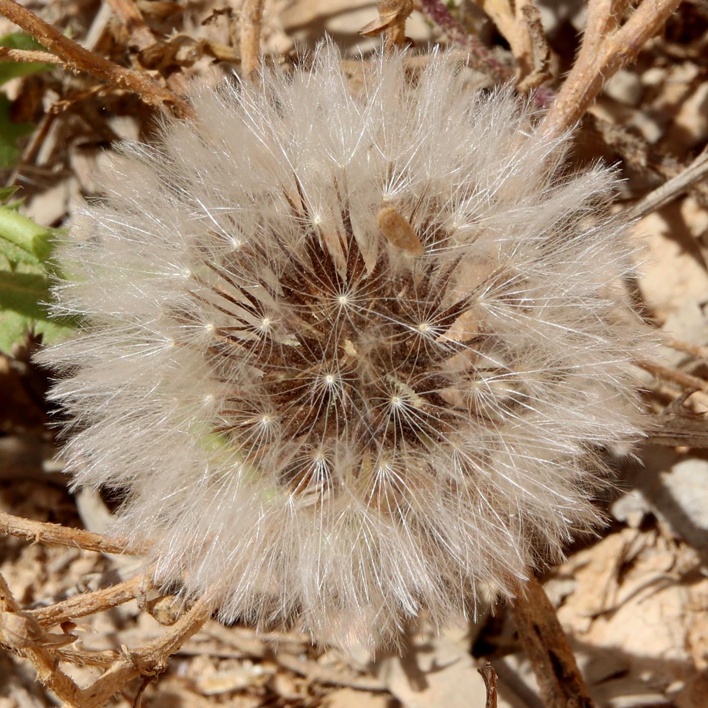 Изображение особи Urospermum picroides.