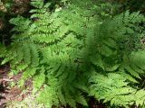 Dryopteris assimilis