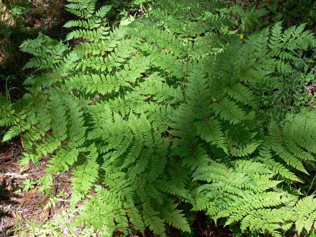Изображение особи Dryopteris assimilis.