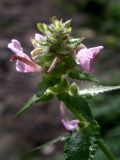 Pedicularis resupinata