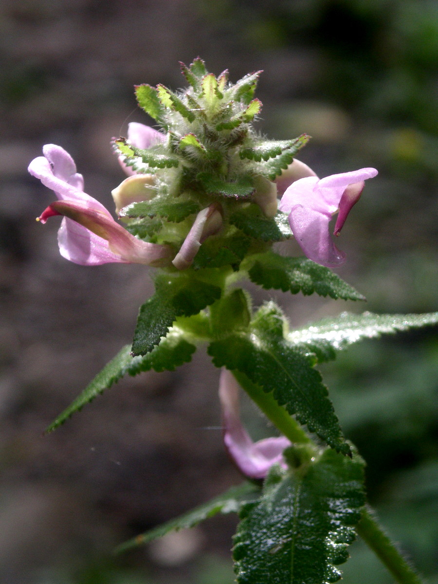 Image of Pedicularis resupinata specimen.