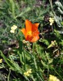 Tulipa suaveolens