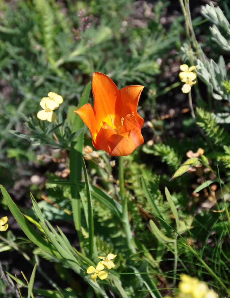 Image of Tulipa suaveolens specimen.