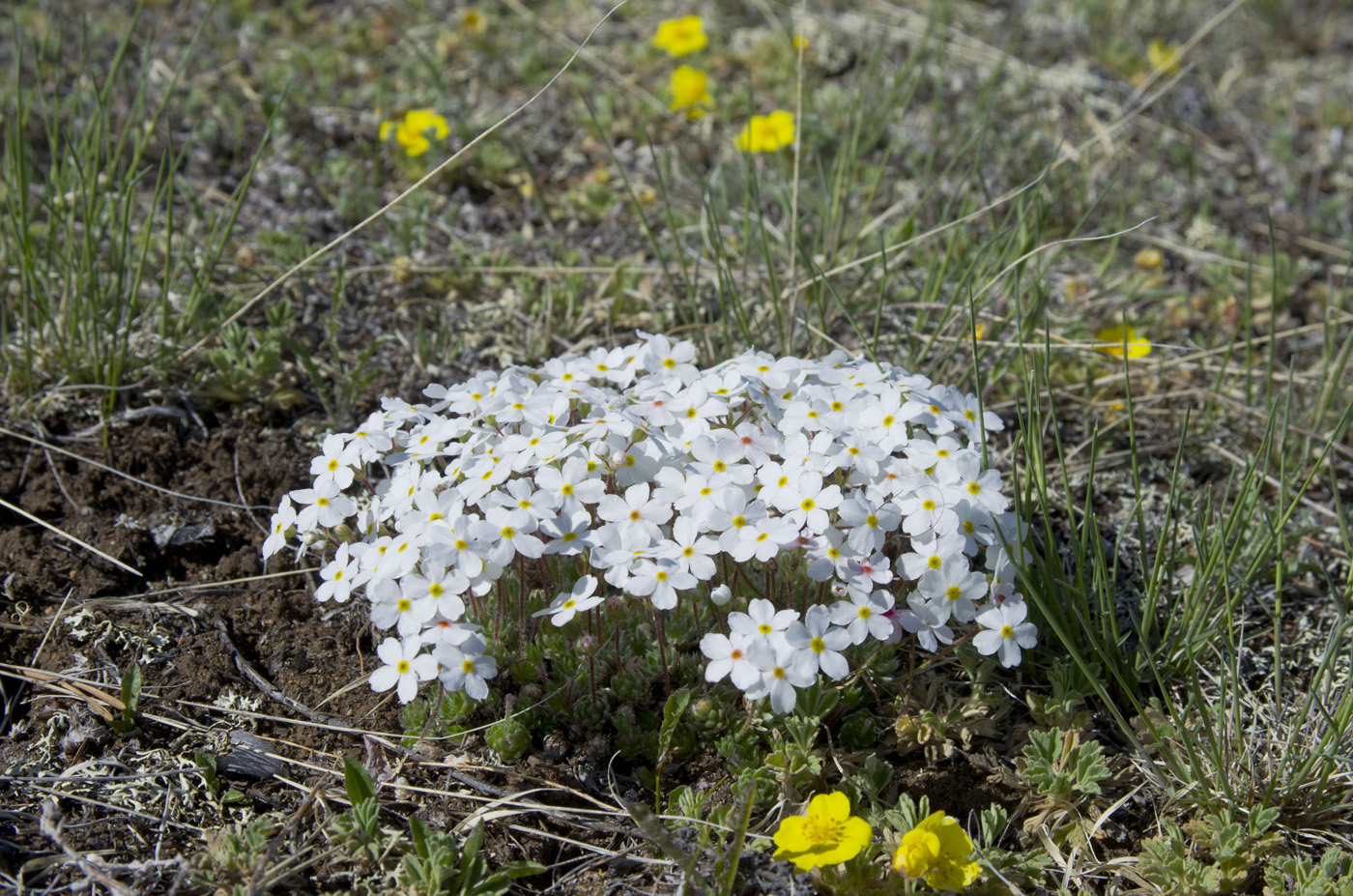 Image of Androsace incana specimen.