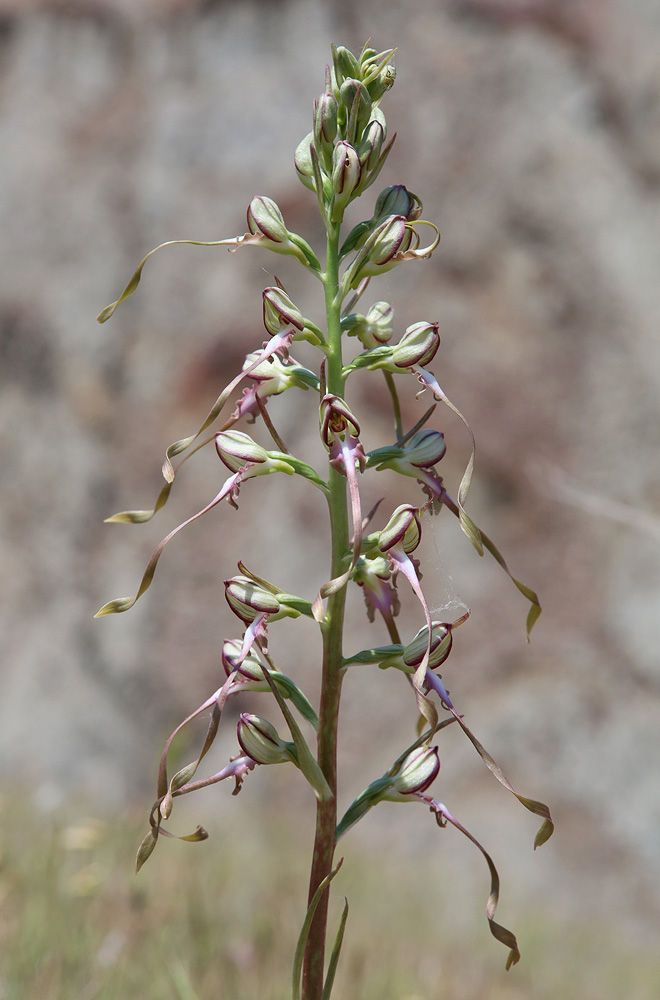 Image of Himantoglossum caprinum specimen.