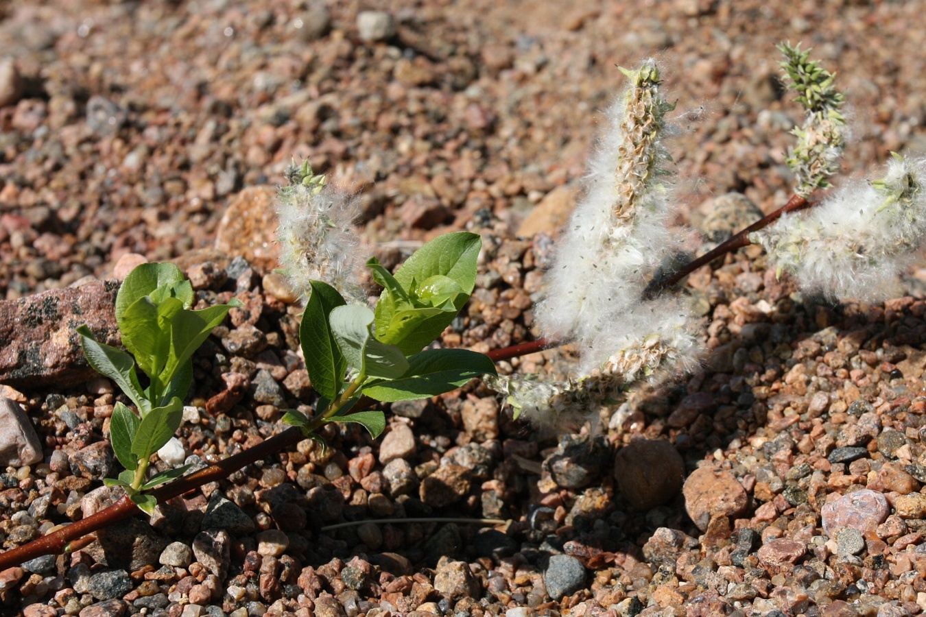 Изображение особи Salix phylicifolia.