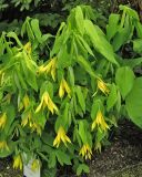 Uvularia grandiflora