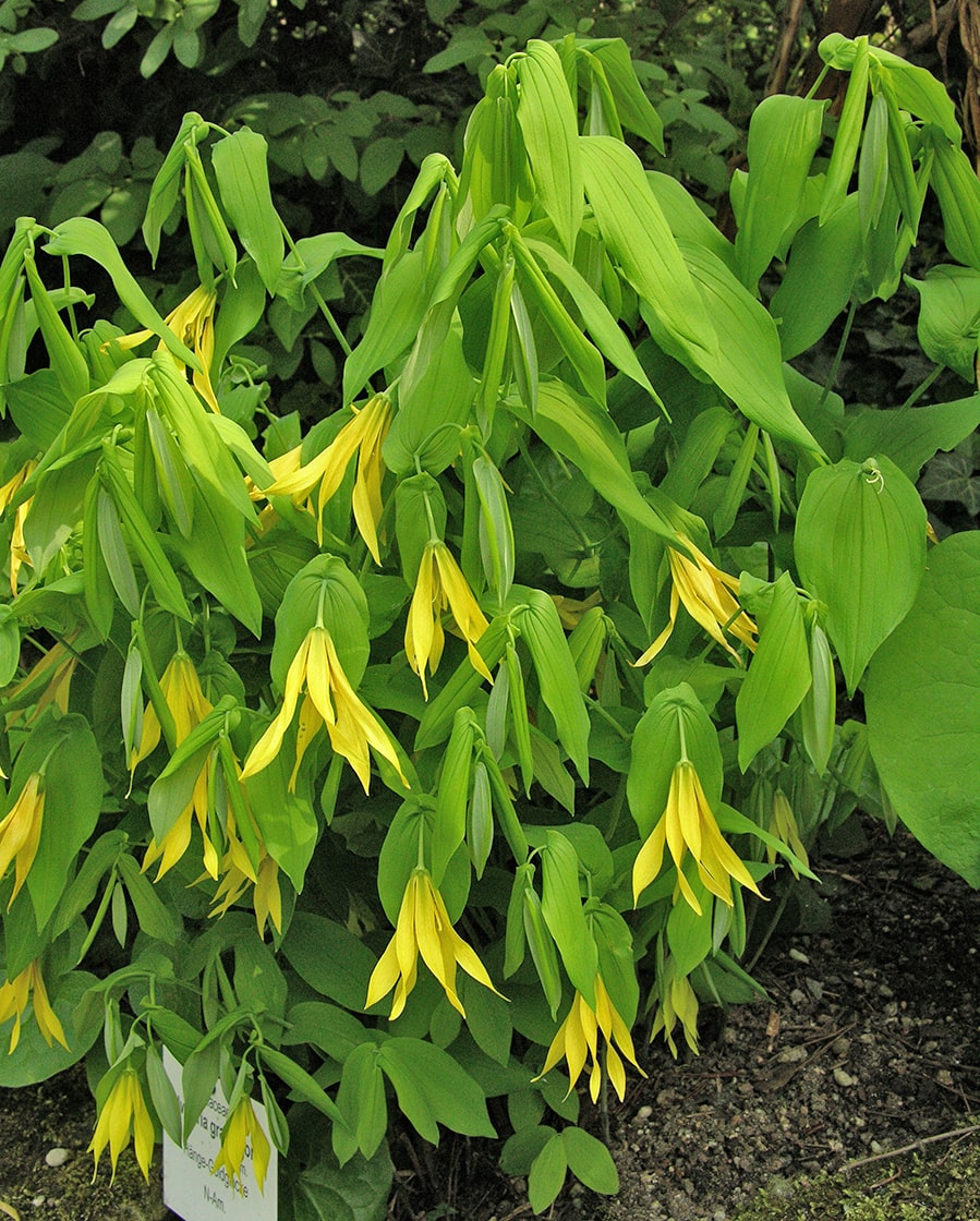 Image of Uvularia grandiflora specimen.