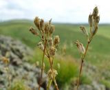 Silene graminifolia