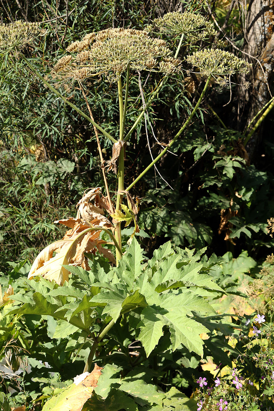 Image of Heracleum lehmannianum specimen.