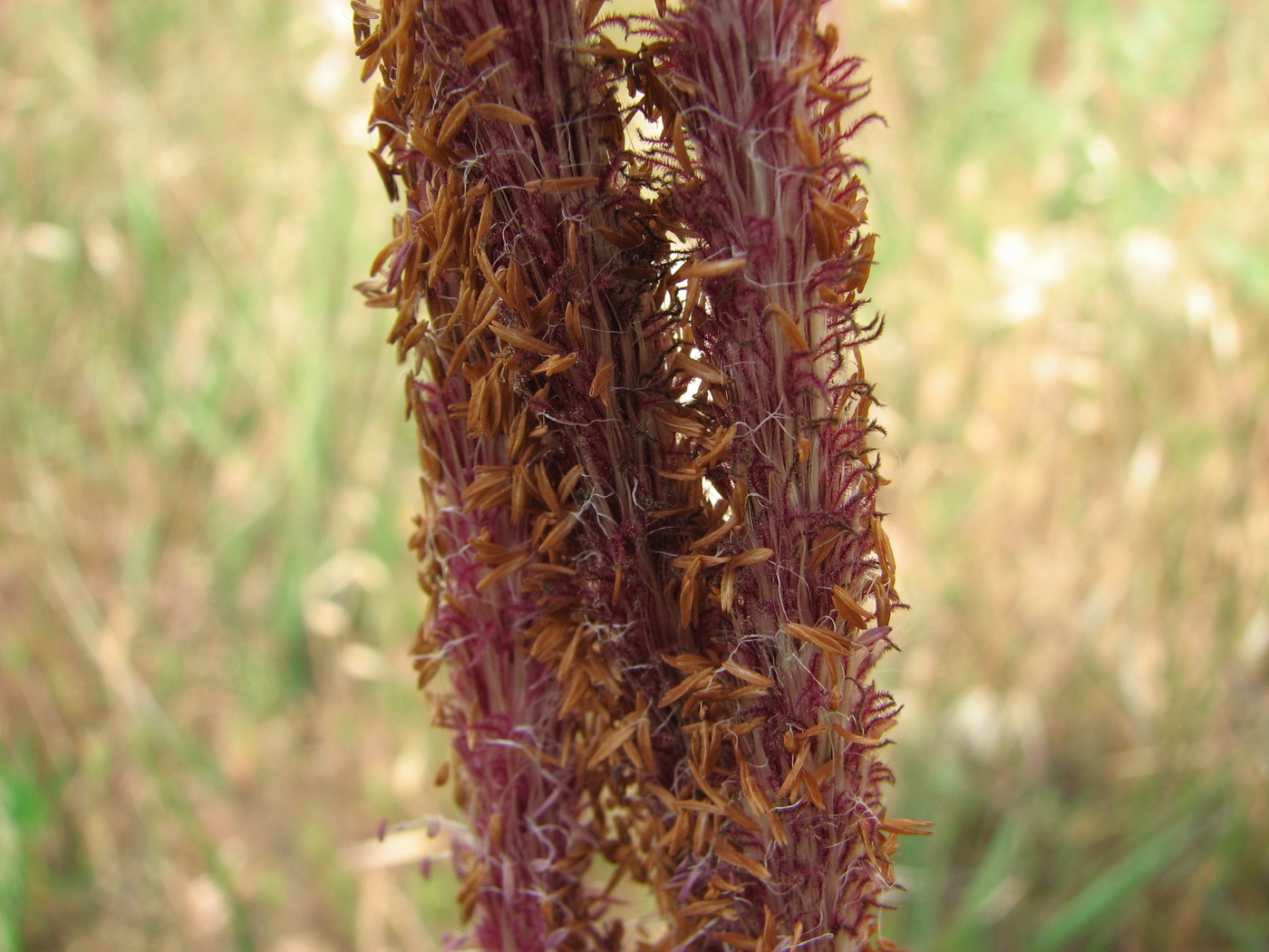 Изображение особи Imperata cylindrica.