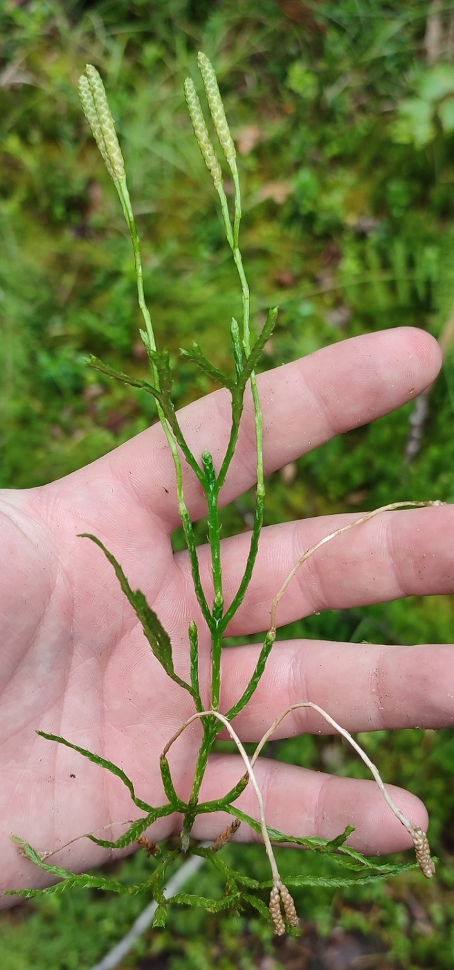 Изображение особи Diphasiastrum complanatum.