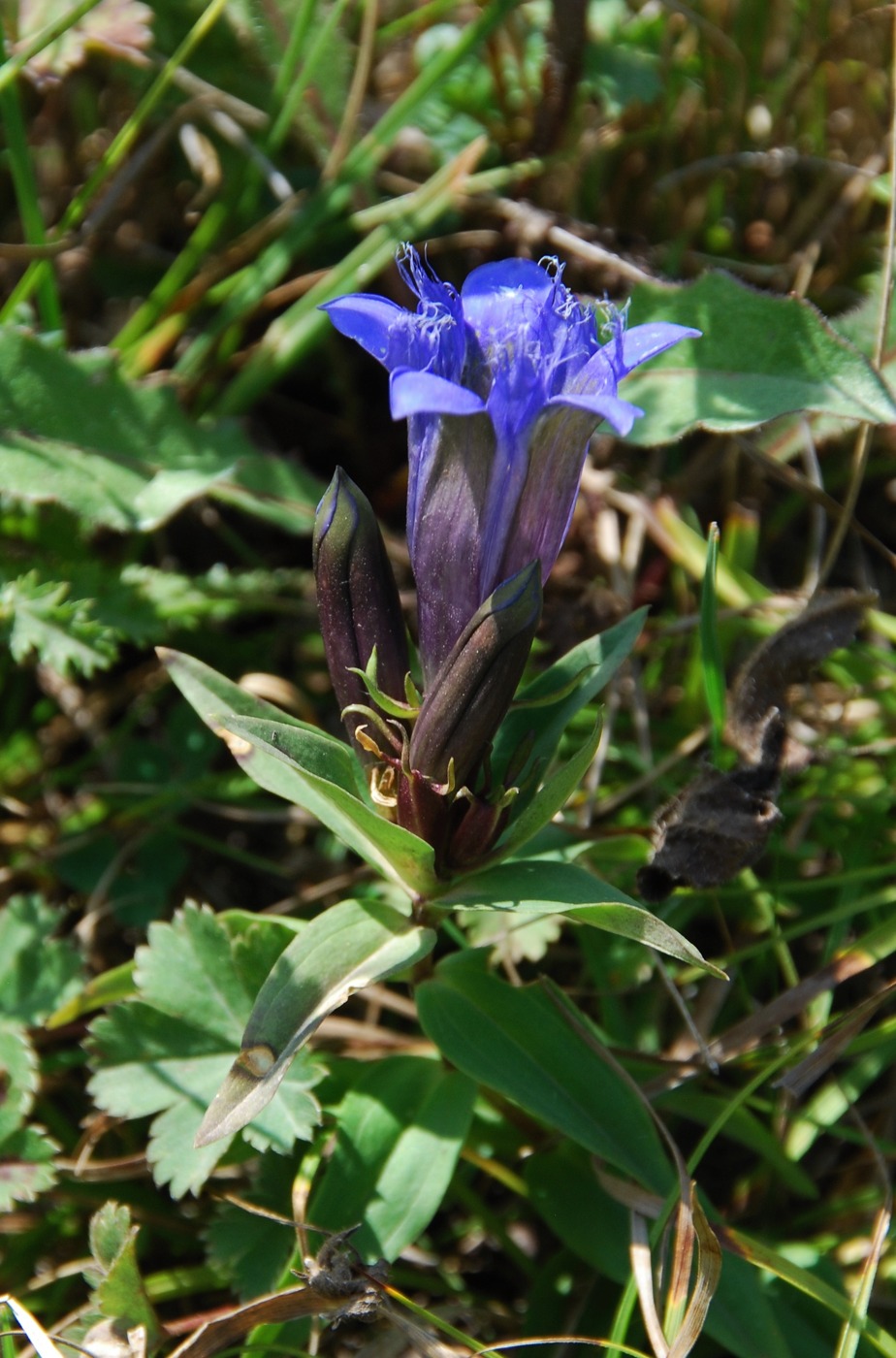 Image of Gentiana septemfida specimen.