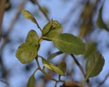 genus Eucalyptus