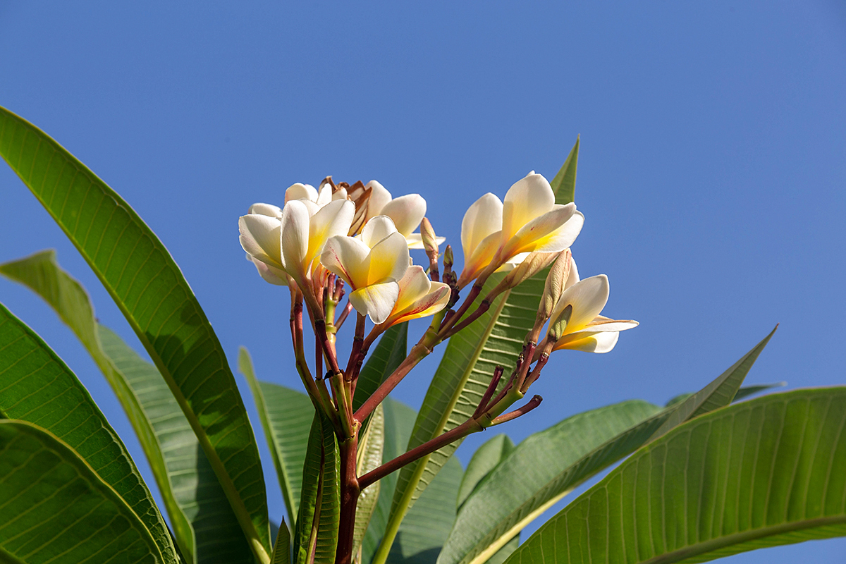 Image of Plumeria rubra var. acutifolia specimen.