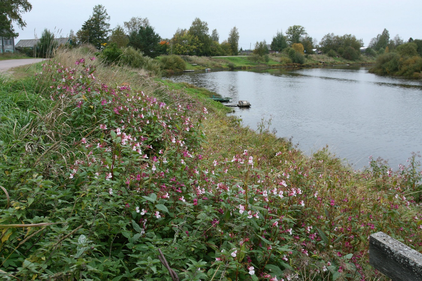 Image of Impatiens glandulifera specimen.