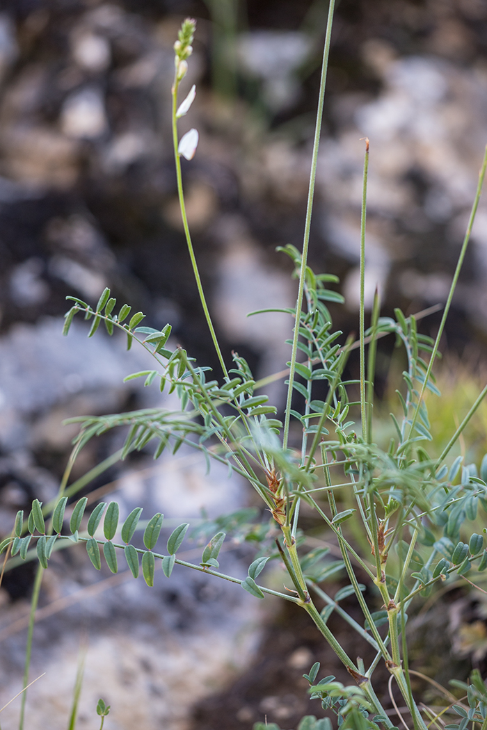 Image of Onobrychis ruprechtii specimen.