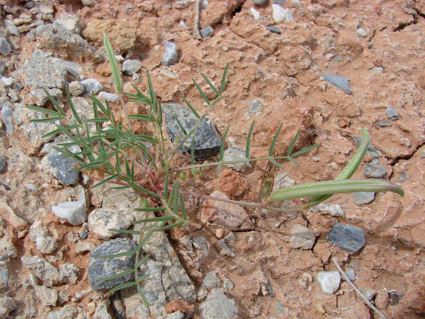 Изображение особи Astragalus campylorhynchus.