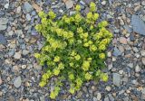 род Cruciata