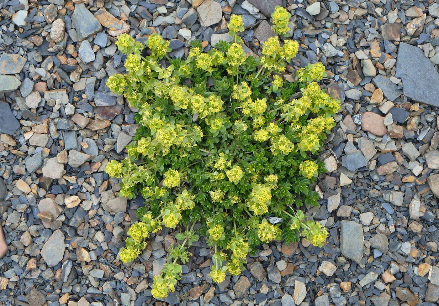 Image of genus Cruciata specimen.