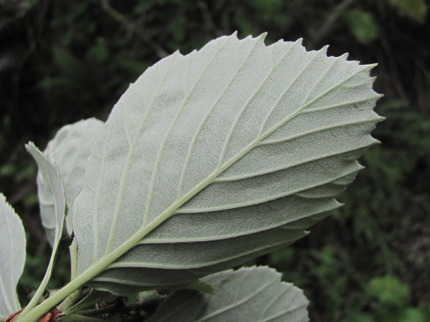 Image of Sorbus graeca specimen.