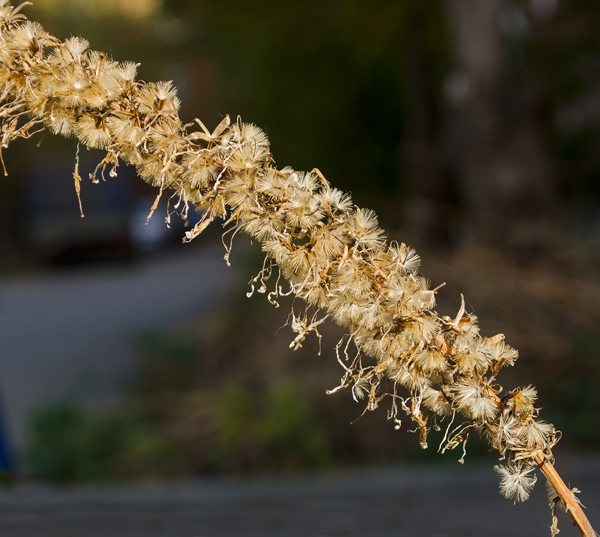 Image of Ligularia przewalskii specimen.