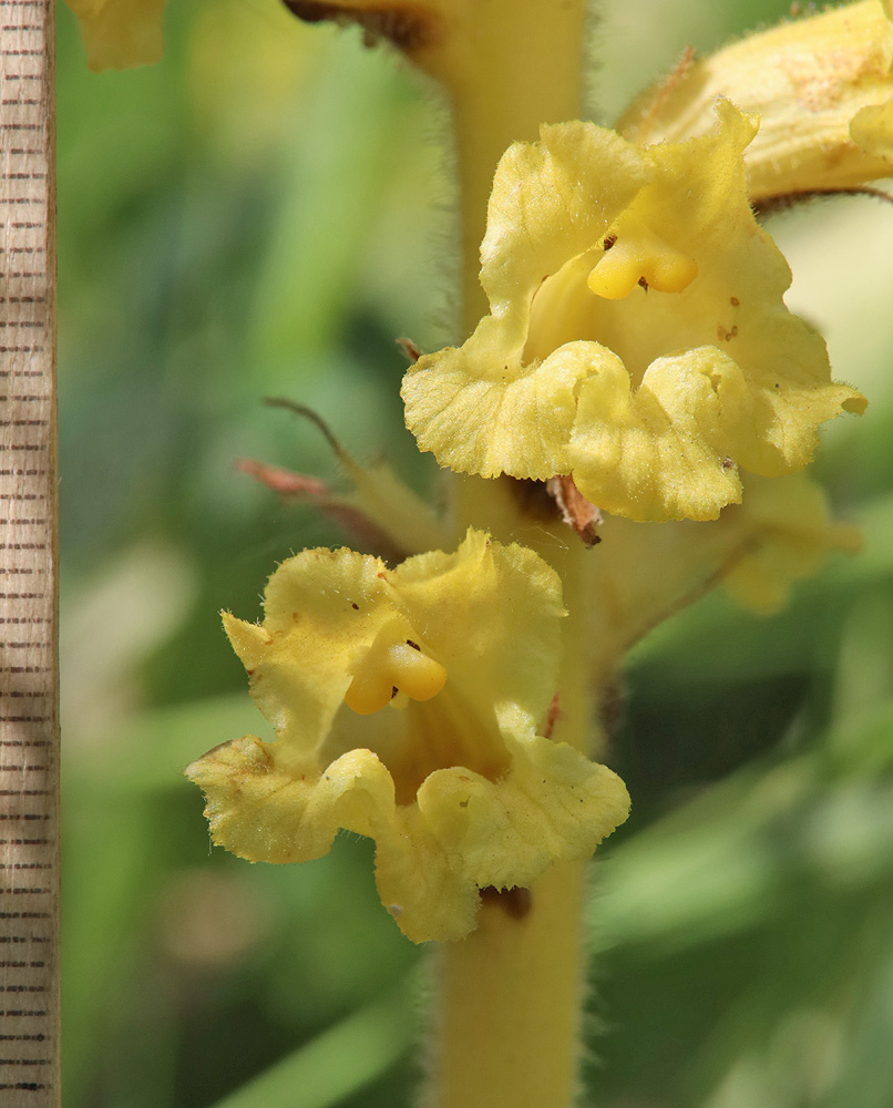 Image of Orobanche ingens specimen.