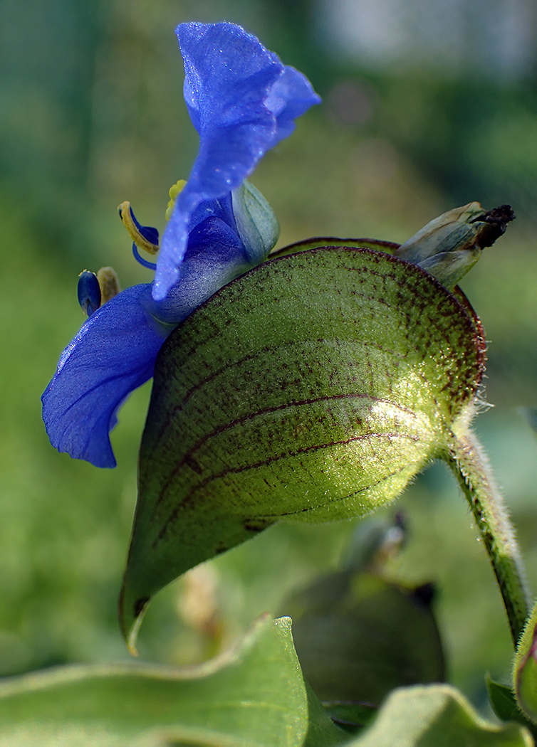 Изображение особи Commelina tuberosa.