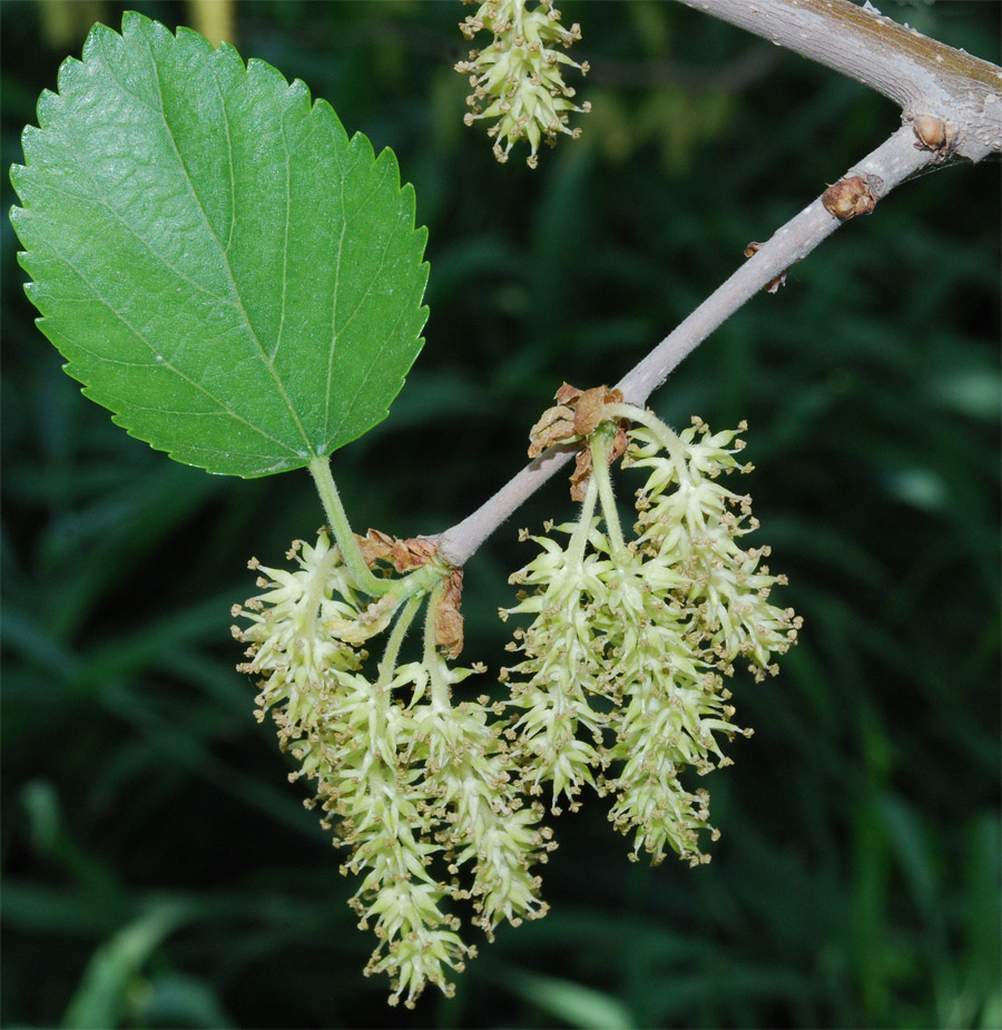 Изображение особи Morus alba.