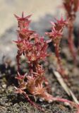 Sedum cespitosum