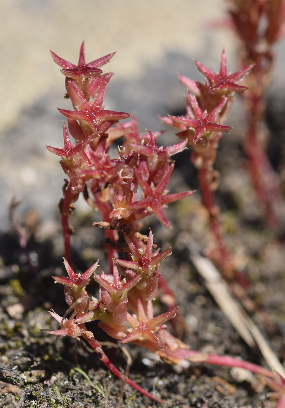 Изображение особи Sedum cespitosum.