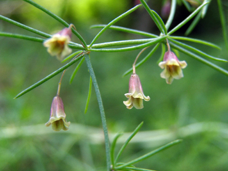 Изображение особи Asparagus persicus.