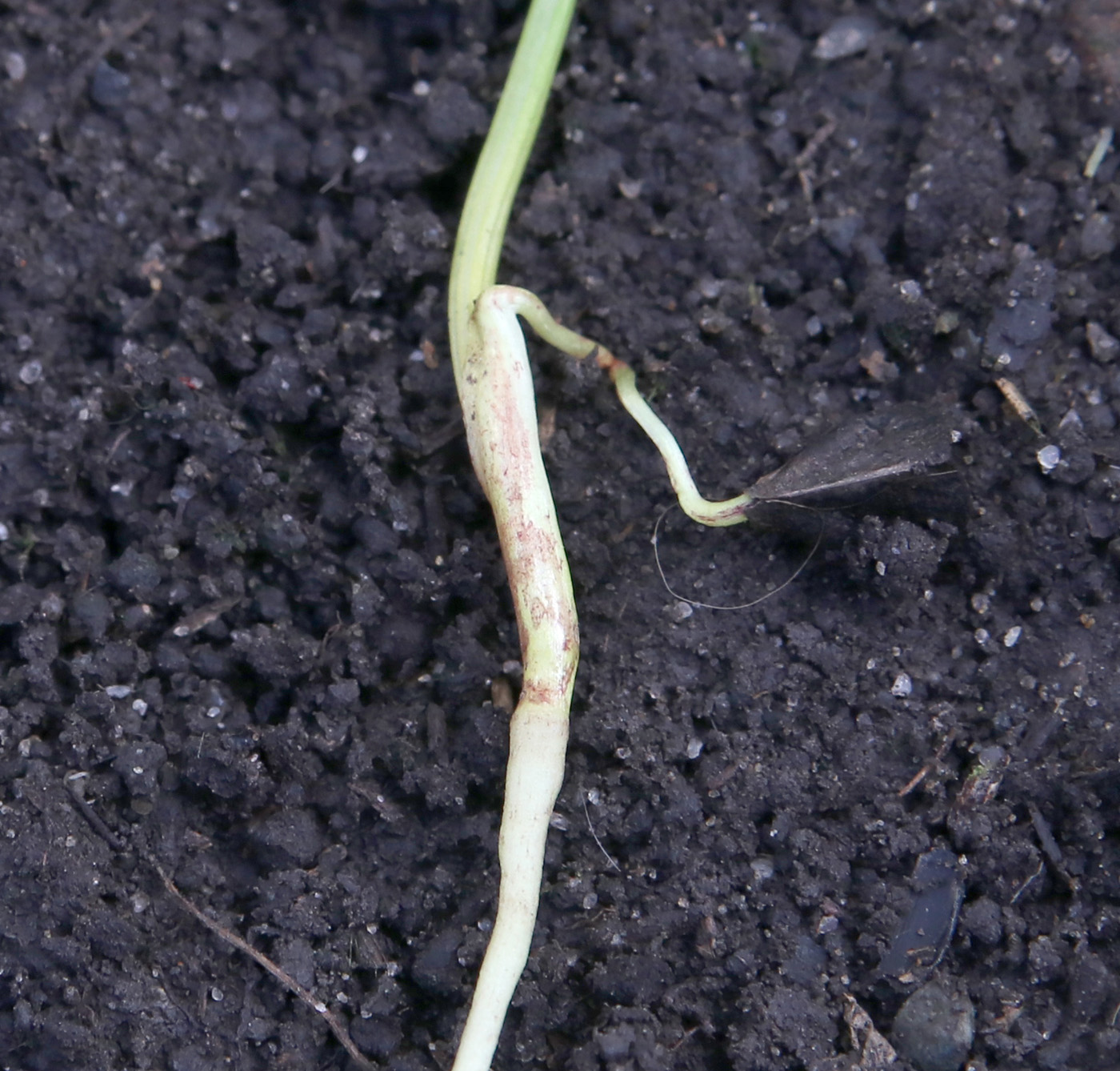 Image of Asphodeline lutea specimen.
