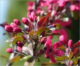 Malus niedzwetzkyana