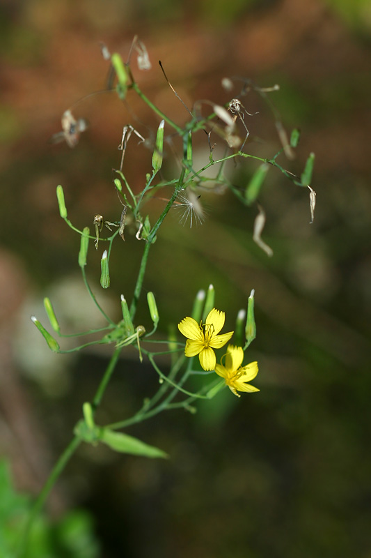 Image of Mycelis muralis specimen.